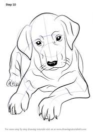Pin On Dogs Puppys