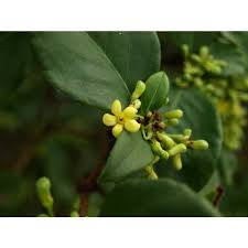 Image result for Pittosporaceae