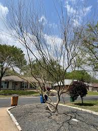 Check spelling or type a new query. Did Old Man Winter Kill My Desert Museum Palo Verde Anything I Can Do To Rescue It Austingardening