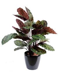 Ses fleurs sont grandes puisqu'elles peuvent atteindre 15 cm de diamètre. Plante Artificielle Calathea Roseopicta Decoration D Interieur H 70 Cm Vert Rouge