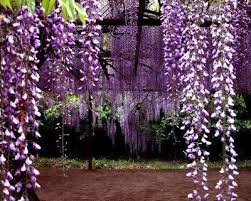 Wisteria Flower Wisteria Plants Uses Wisteria Plant Wisteria Tree Purple Wisteria