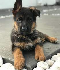 Von Calvo German Shepherd Puppies German Shepherd Puppies German Shepard Puppies Shepherd Puppies