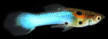 Endler K Class Japanese Neon Blue Endlers 1 Male 1 Female In 2020 Betta Fish Fish Guppy