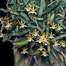 Image result for Taeniophyllum