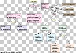 Gram Negative Bacteria Gram Positive Bacteria Microbiology