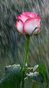 Hermosa Beautiful Flowers Wallpapers Beautiful Roses Beautiful Flowers