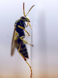 The Curse Of A Beautiful Fall Wasps Like It Beautiful Fall Wasp Beautiful