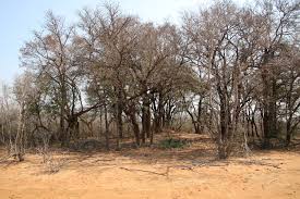 Image result for Spirostachys africana