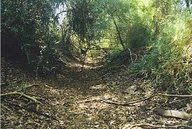 Image result for Scorodophloeus fischeri