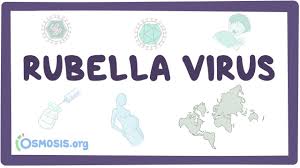 Image result for Rubella