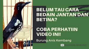 Ciri Ciri Anis Kembang Jantan Betina Youtube