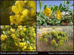 Journal of the adelaide botanic gardens. Senna Artemisioides Subsp Oligophylla F Muell Randell Florabase Flora Of Western Australia