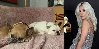 One of the five arrestees returned lady gaga's dog to police months ago. Lady Gaga S Two French Bulldogs Recovered Unharmed