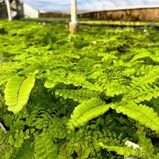 Image result for Adiantum