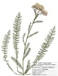 Image result for Achillea millefolium