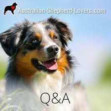 Shaving An Aussie