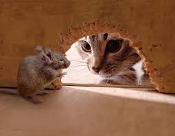 Cat Looking Through Hole At Mouse Cats Cute Animals Animals