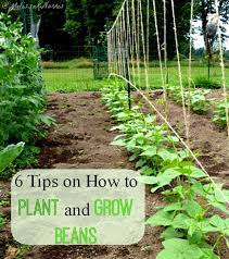 Then i put one stake in the middle. How To Grow Green Beans 6 Tips Growing Green Beans Plants Growing Vegetables