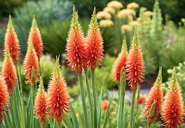 Image result for Kniphofia princeae
