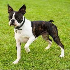 Their markings are traditional but their coloring is a rare. Boston Terrier Puppies For Sale Adoptapet Com