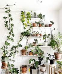 Check spelling or type a new query. Houseplant Swap Everything You Need To Know That Planty Life Plant Mom Aesthetic Plants Plant Aesthetic