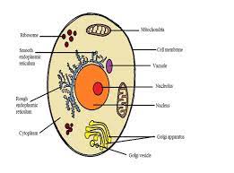What Are The Differences Between A Plant Cell And An Animal Cell