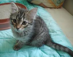 Siberian cats are kind in nature, intelligent and love to be near you. Siberian Kittens Available For Sale Philippines Find New And Used Siberian Kittens Available For Sale On Buyandsellph