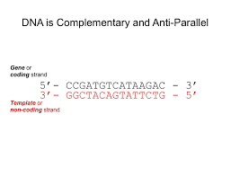 In nature complementarity is the base principle of dna replication and transcription as it is a property. 2