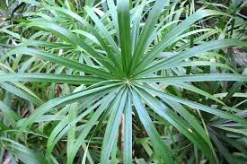 Image result for Cyperus clavinux
