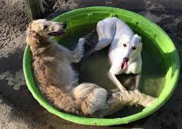 Two pet owners express how meeting their pet was love at first sight and how adoption was great for them. Viv Fka Vixey Is Making Dog Soup With Her Borzoi Friend Greyhounds Dogsoup Greyhound Adoption Greyhound Cute Dogs