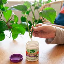 Place the cutting in a clean. How To Propagate Trailing Plants In Water Or Soil Bloomscape