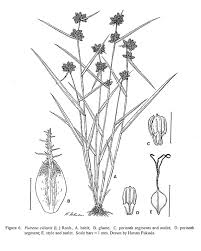 Image result for Fuirena ciliaris