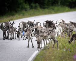 They are named as dasher, dancer, prancer, vixen, comet, cupid, donner, blitzen, rudolph and olive. People Were Wrong About Santa S Reindeer They Re Actually All Female Nova Scotia Zoologist Says The Star
