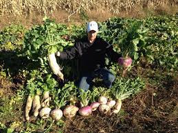 Sweet Feast Brassica Blend Northwoods Whitetails Inc