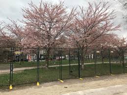 The ultimate place to people watch (the artist types anyways). Cherry Blossom Trees At Trinity Bellwoods Fenced Off 680 News
