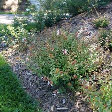 Image result for Albertisia exelliana