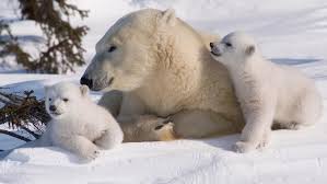 Feb 15, 2019 · manitoba town learns to coexist with polar bears, thanks to radar and unlocked car doors. 10 Things You Did Not Know About Canada