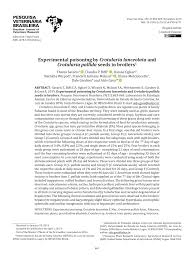 Image result for Crotalaria argyrolobioides