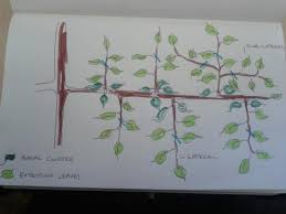 Its purpose is to give the plant the most adequate shape. Summer Orchard Pruning The Orchard Project
