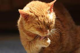 When cats are stressed and obsessively lick and scratch, they can lose hair. Cat Hair Loss Alopecia Causes Treatment Best Friends Animal Society