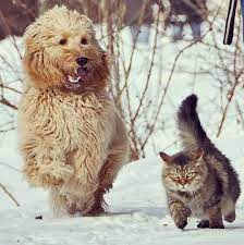 Love Meow On Twitter Poppe The Siberian Cat And Tibbe The Swedish Cockapoo Are Partners In Crime See Their Story Http T Co Cj0ymex2x4 Http T Co Pkvfb79u4x