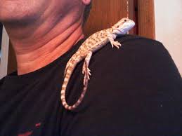 We did not find results for: Bearded Dragon For Sale Live Pet Reptiles Petsmart