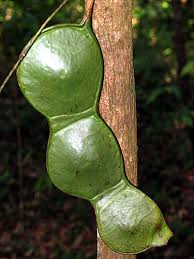 Image result for Entada gigas