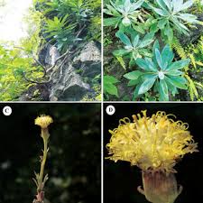 Image result for Kleinia sp.no.1