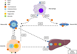 High Density Lipoprotein Function And Dysfunction In Health And Disease Springerlink