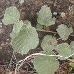 Image result for Grewia villosa