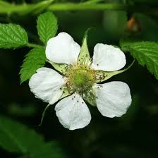 Average rating:4.8out of5stars, based on6reviews6ratings. Rubus Rosifolius West Indian Raspberry Ola A Roseleaf Raspberry Rose Leaf Bramble Thimbleberry Hawaiian Plants And Tropical Flowers