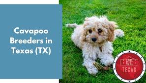 Find cavapoo puppies for sale in texas and cavapoo breeders | preferable pups is the safest way to buy a cavapoo puppy. 12 Cavapoo Breeders In Texas Tx Cavapoo Puppies For Sale Animalfate