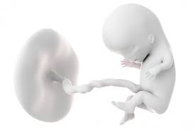 Image result for fetus 2,4 AND 3 weeks old