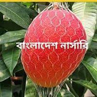 Fruit scientists in bangladesh have divided the ripening time of mango into three parts based on the mango variety, e.g. à¦¸ à¦° à¦¯ à¦¡ à¦® à¦†à¦® Egg Of The Sun Mango Bangladesh Nursery Christmas Bulbs Holiday Decor Mango